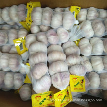 Purple Good Quality Chinese Garlic